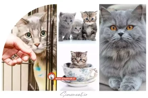 راهنمای خرید گربه