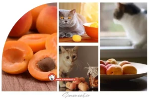 زردآلو برای گربه