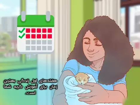 آموزش سریع گربه