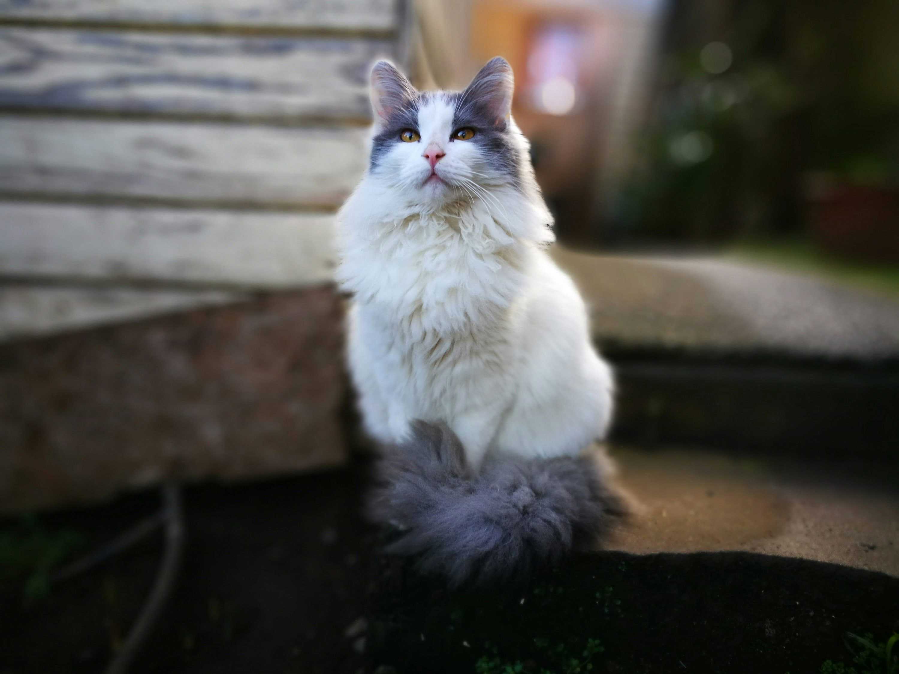 زیبایی رنگ گربه