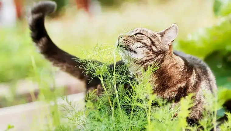 سبزی شوید برای گربه