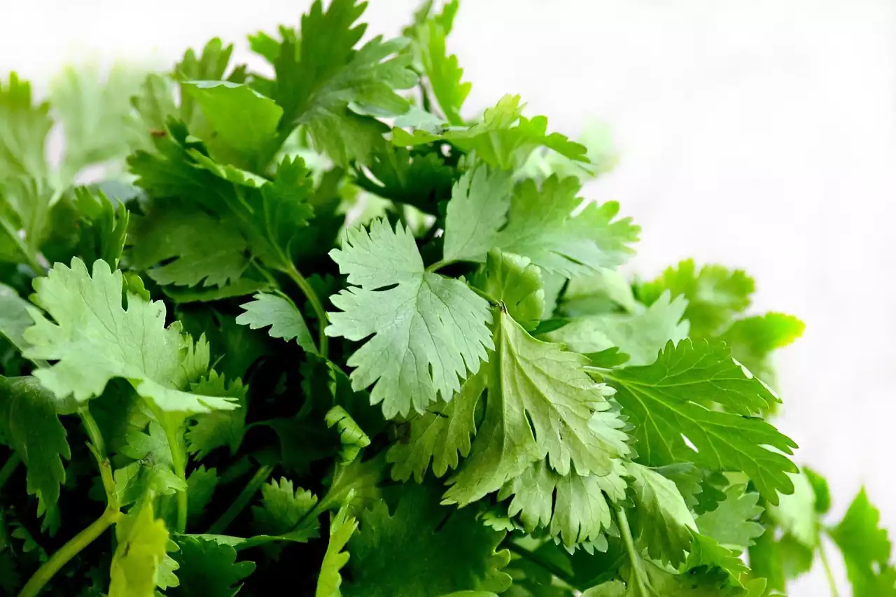 سبزی گشنیز
