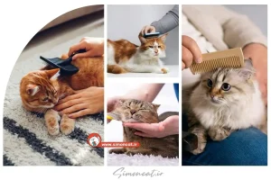 شانه اصلاح موی گربه