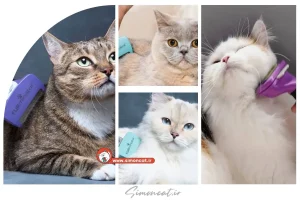 شانه فورمیناتور گربه