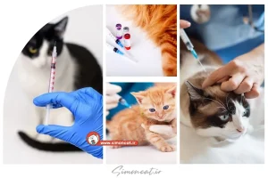 عوارض نزدن واکسن گربه