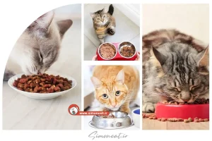 غذای خشک گربه چیست؟