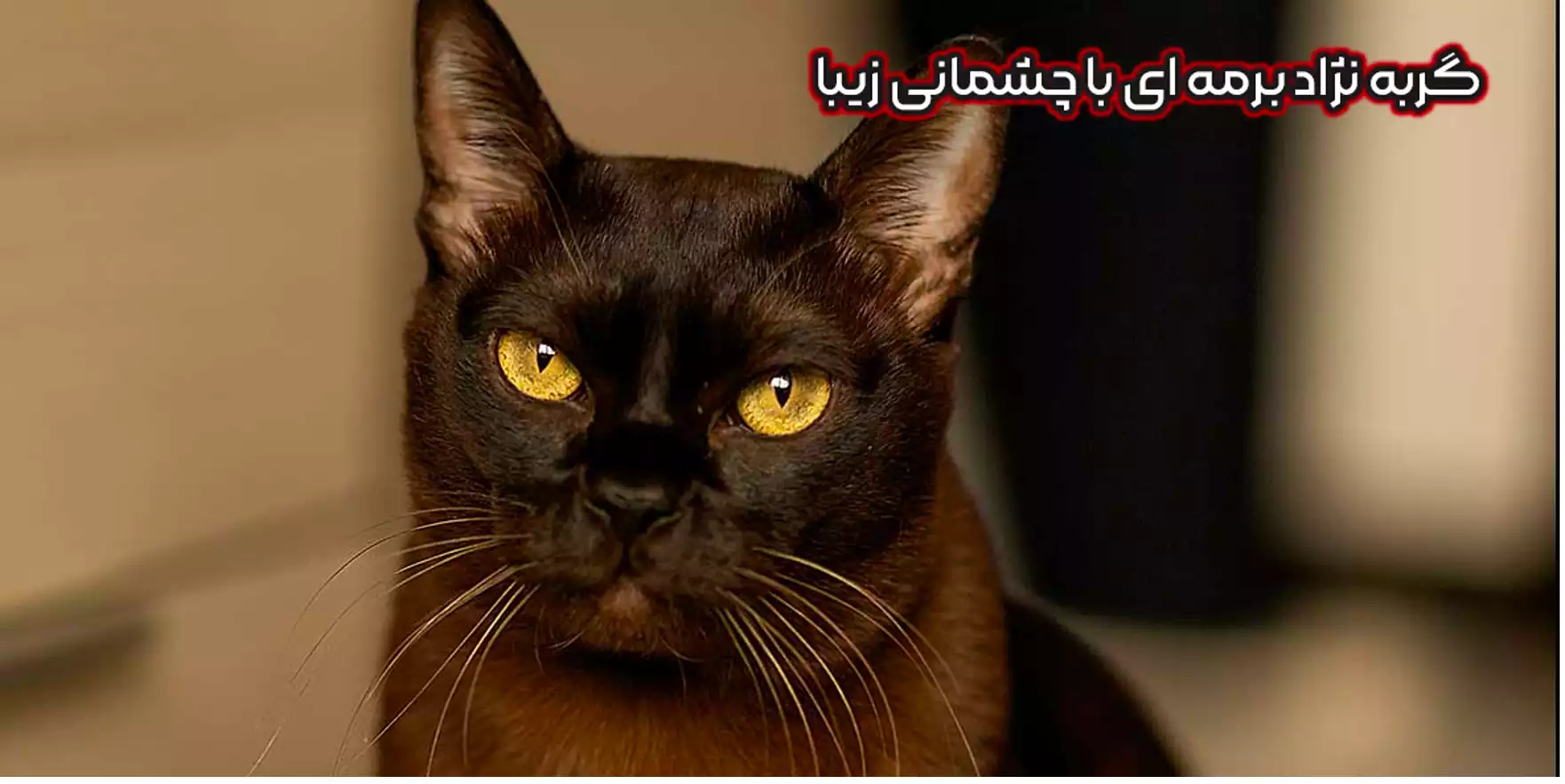 نژاد برمه ای