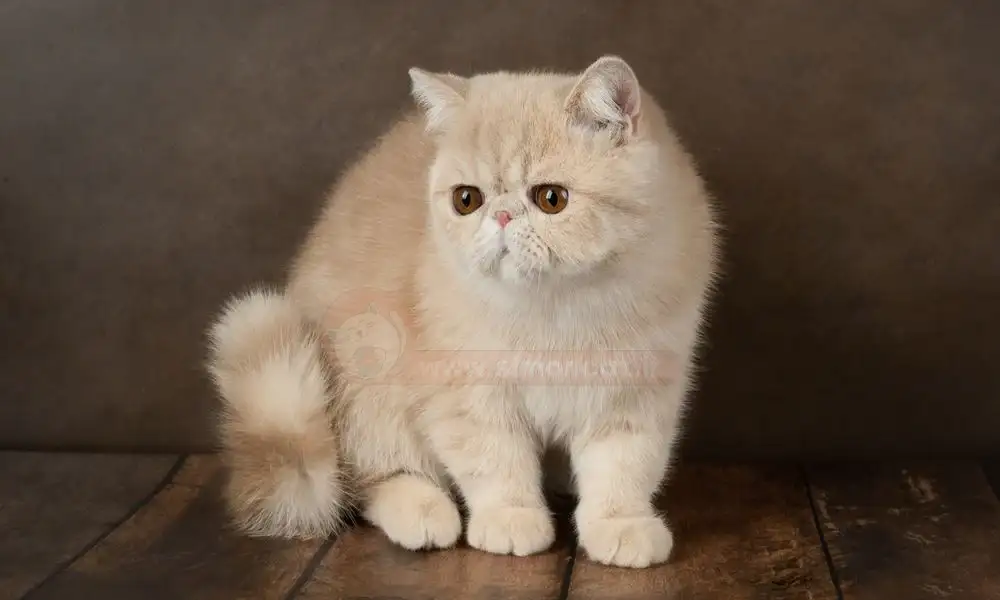 نژاد دورگه اگزاتیک