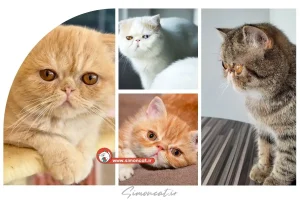 نژاد گربه اگزوتیک مو کوتاه