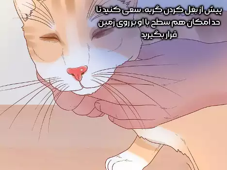 هم سطح گربه بر روی زمین قرار بگیرید