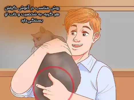 حمایت از گربه ای که در آغوش است