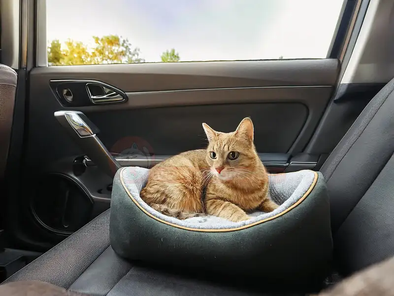 وسایل ضروری گربه برای مسافرت در ماشین