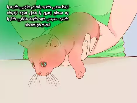 قرار دادن گربه روی زمین