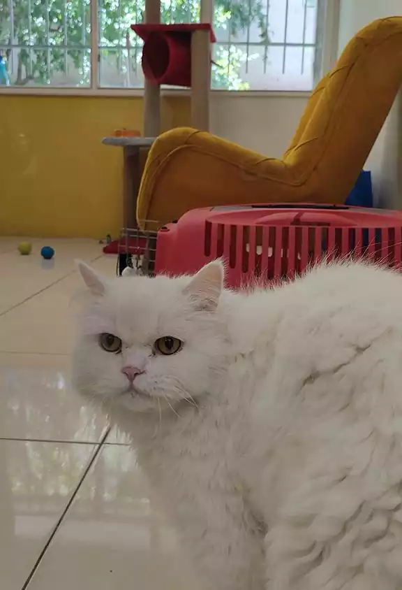 پانسیون انواع نژاد گربه
