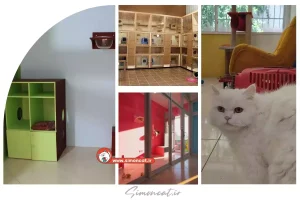 پانسیون گربه در سردار جنگل