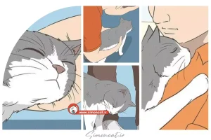 چطور گربه را بغل کنیم