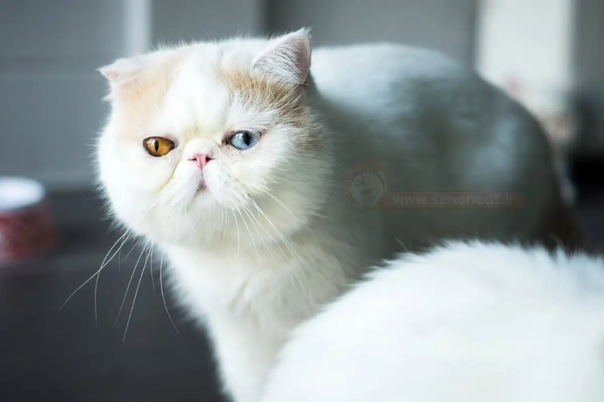 گربه اگزاتیک چشم دو رنگ