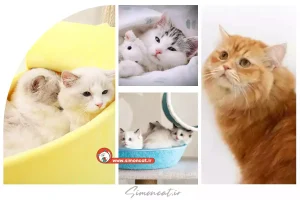 گربه با شخصیت و بغلی