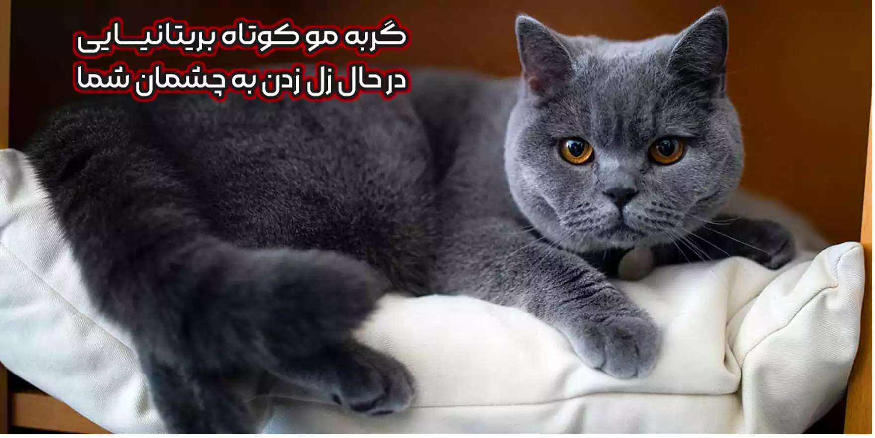 گربه بریتانیایی