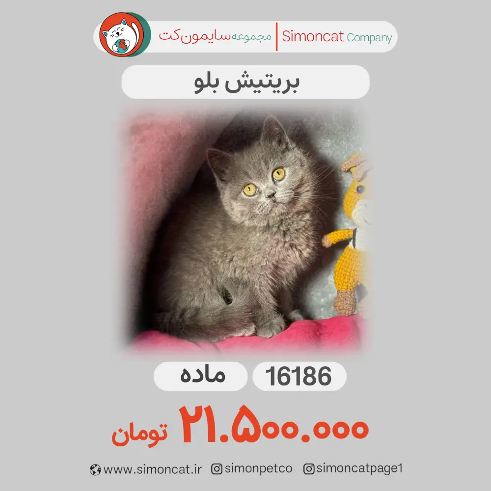 گربه بریتیش بلو