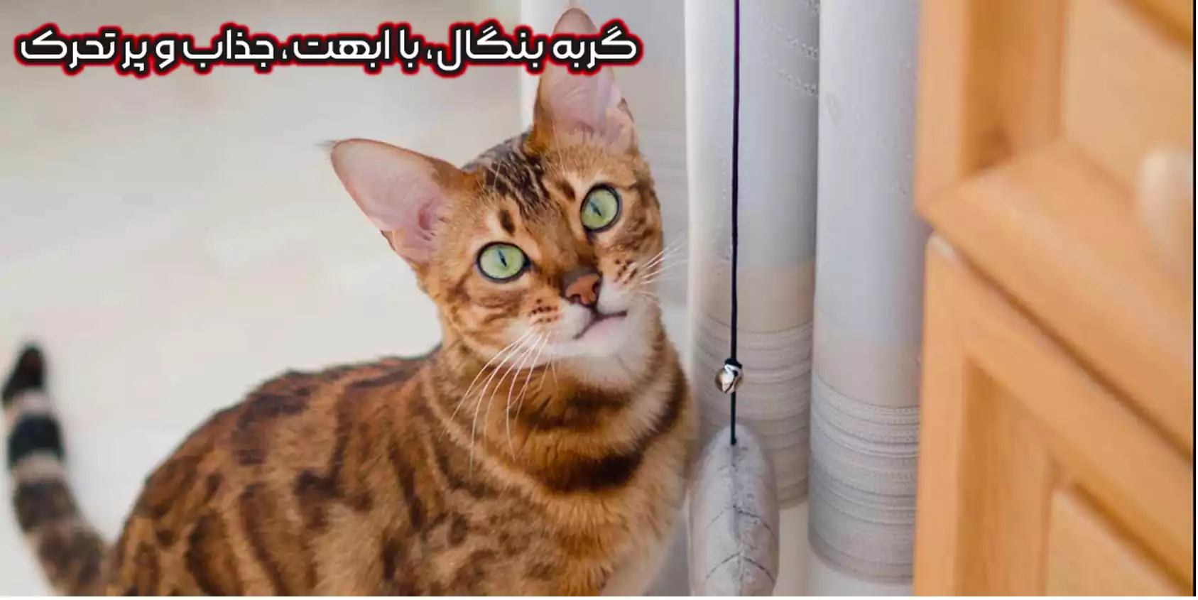گربه بنگال
