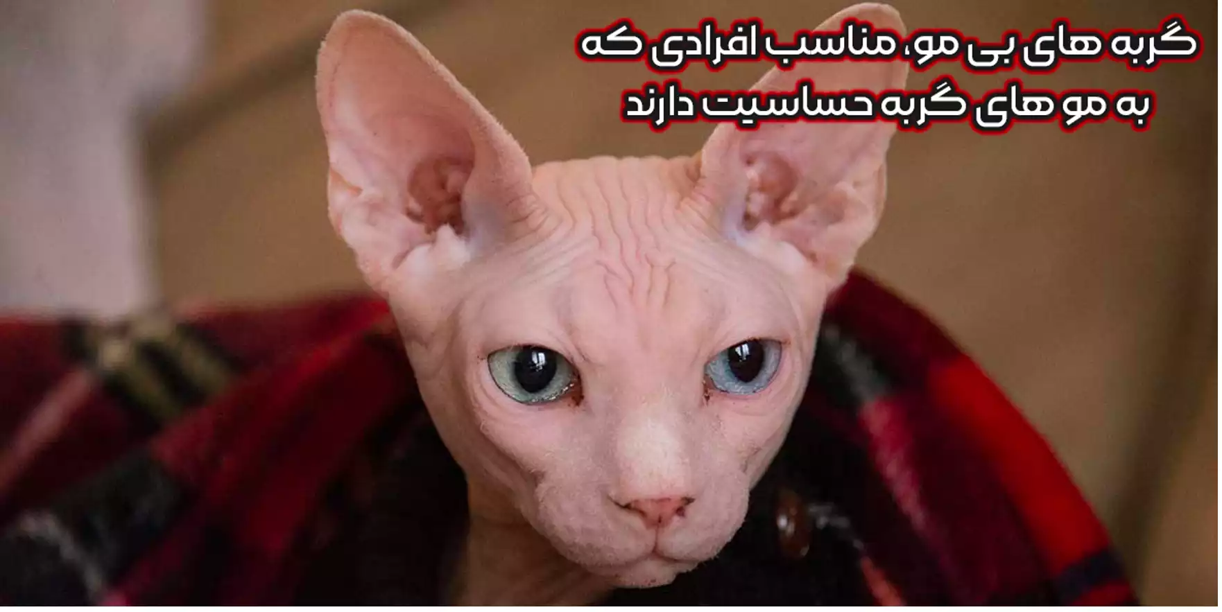 گربه بی مو
