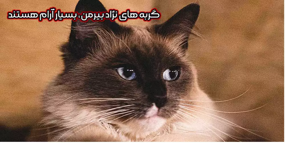 گربه بیرمن