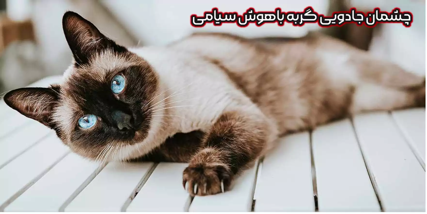 گربه سیامی
