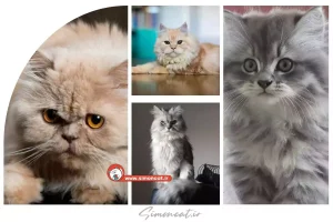 گربه نژاد پرشین دال فیس