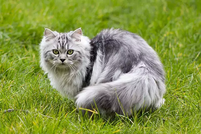 گربه نژاد پرشین