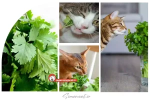 گشنیز برای گربه