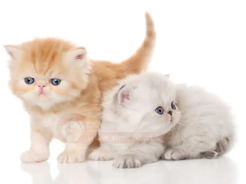 عکس گربه پشمالو برای پروفایل