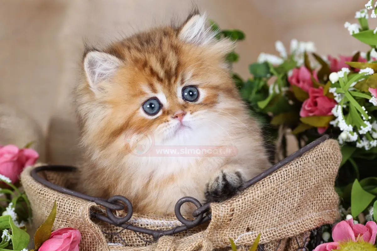 عکس گربه پروفایل
