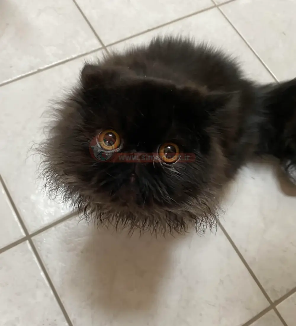 قیمت گربه پرشین دیوار