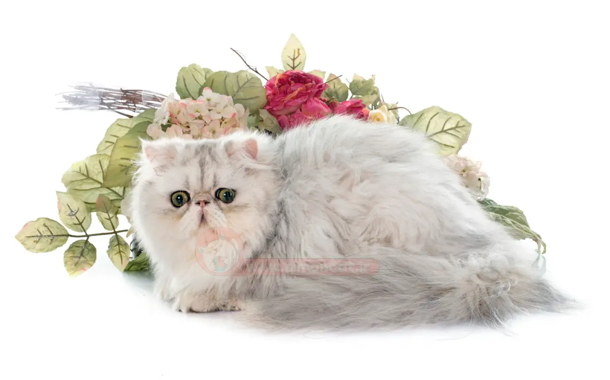 عکس گربه پرشین گارفیلدی