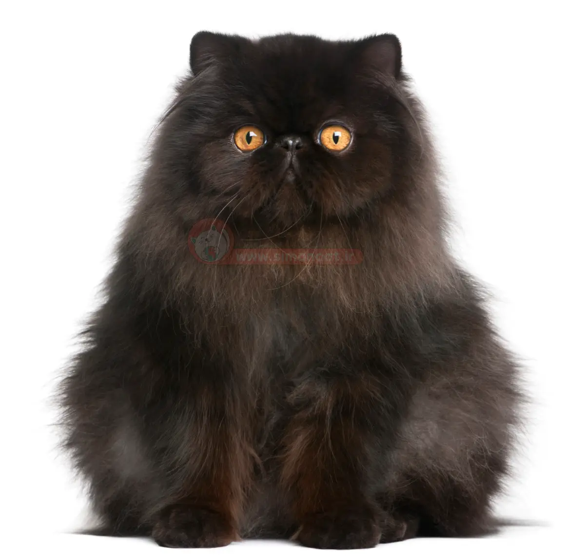 عکس گربه گوگولی بنفش