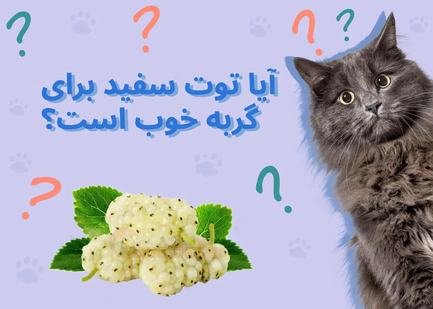 آیا توت سفید برای گربه خوب است؟