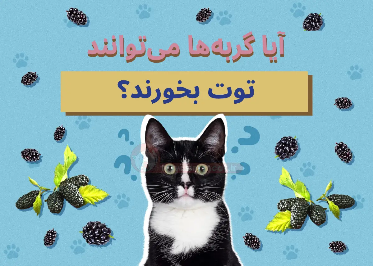 آیا گربه ها میتوانند توت بخورند؟
