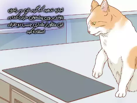 اجازه ندید گربه روی پیشخوان آشپزخانه برود
