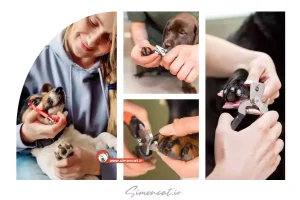 ارزانترین ناخن گیر سگ