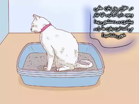 استفاده گربه از ظرف خاک