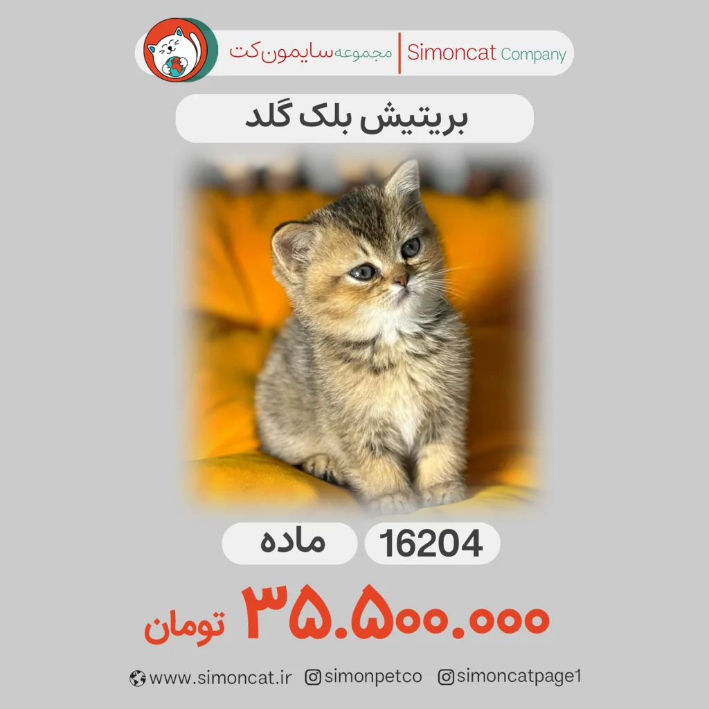 بریتیش بلک گلد