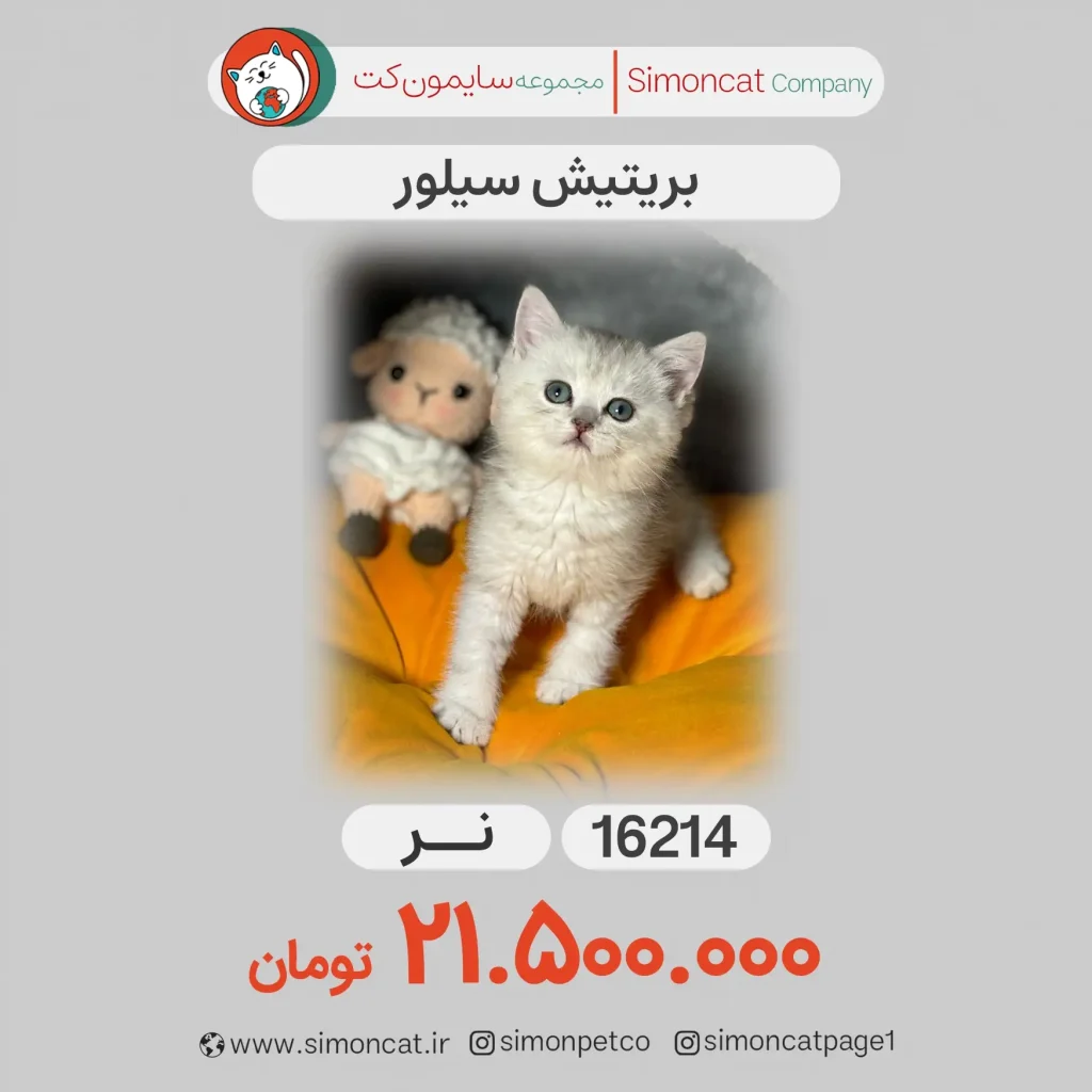 بریتیش سیلور