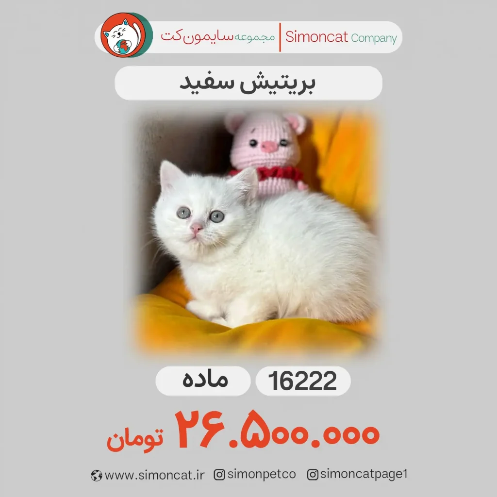 بریتیش سفید
