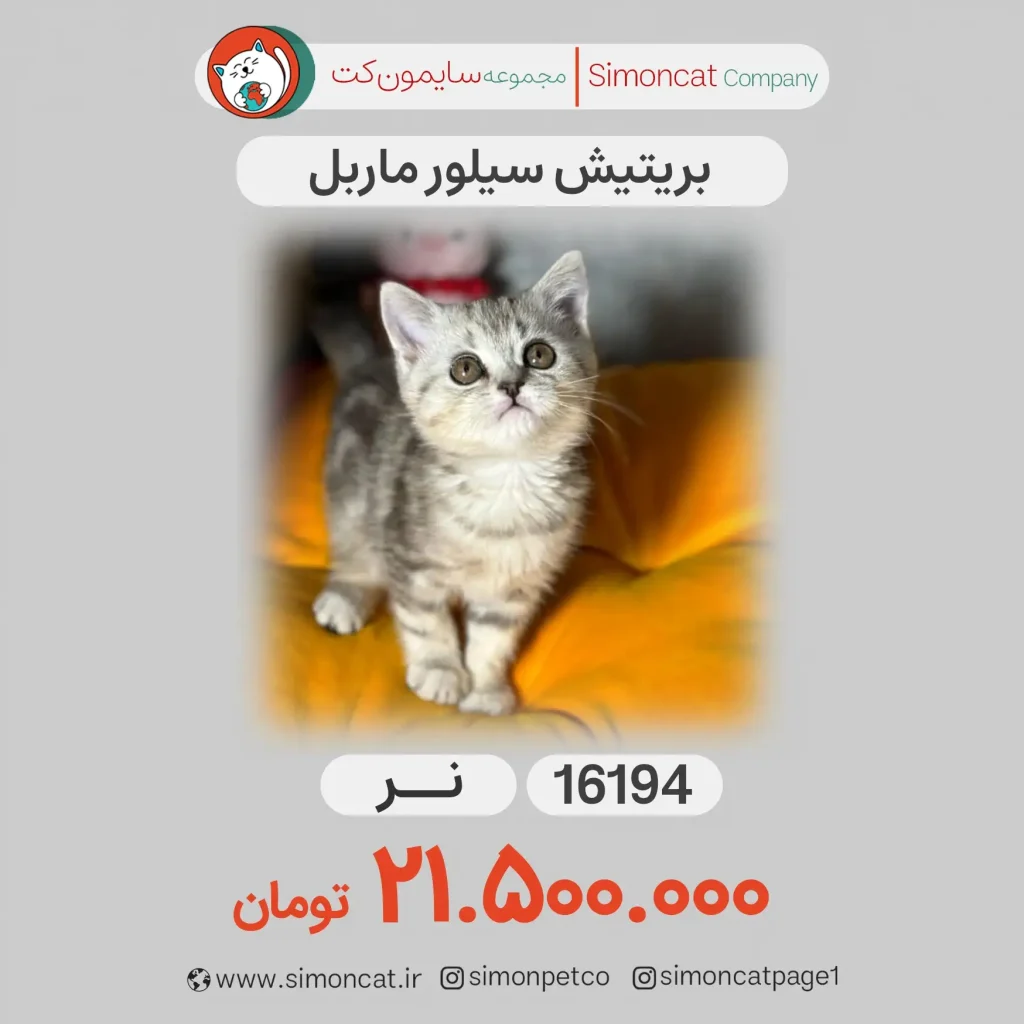 بریتیش سیلورماربل