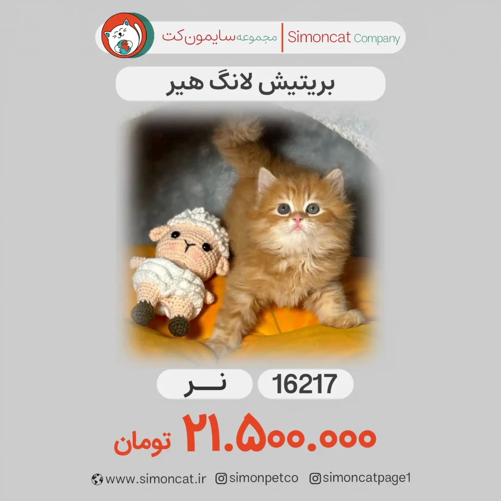 بریتیش لانگ هیر