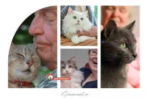 بهترین نژاد گربه برای سالمندان