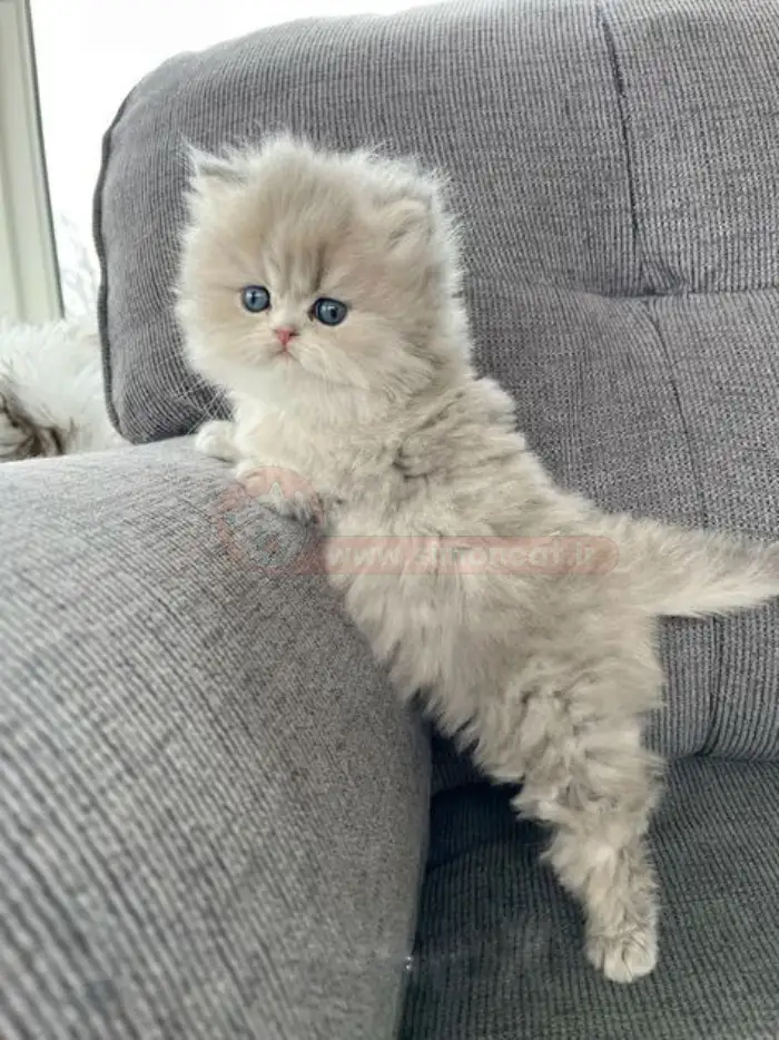 بچه گربه نژاد پرشین