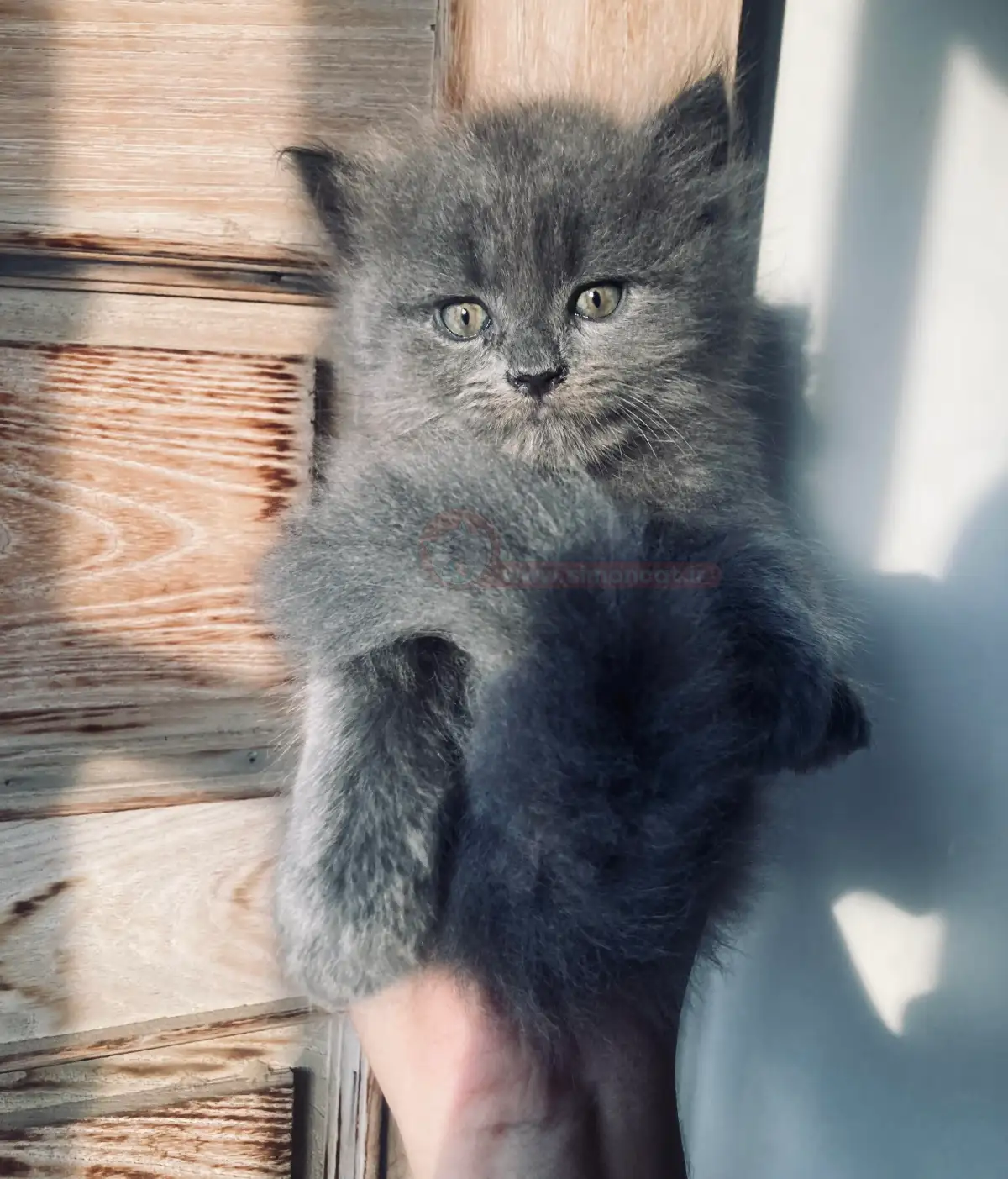 بچه گربه پرشین طوسی