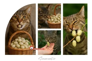 توت سفید برای گربه